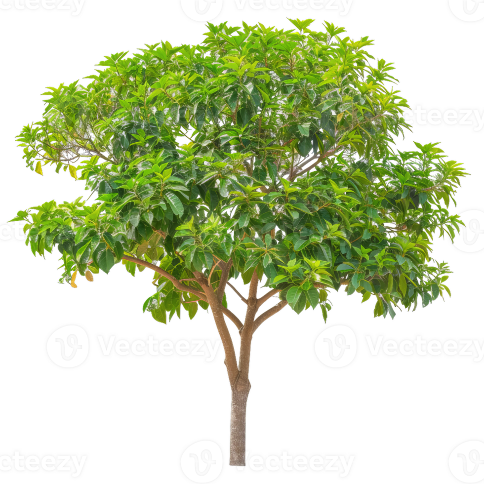 Vibrant Tree With Lush Green Foliage, Transparent Image For Creative Design png