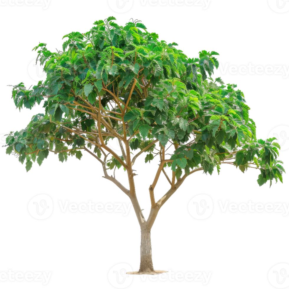 Mature Tree With Green Leaves For Stock Illustration png