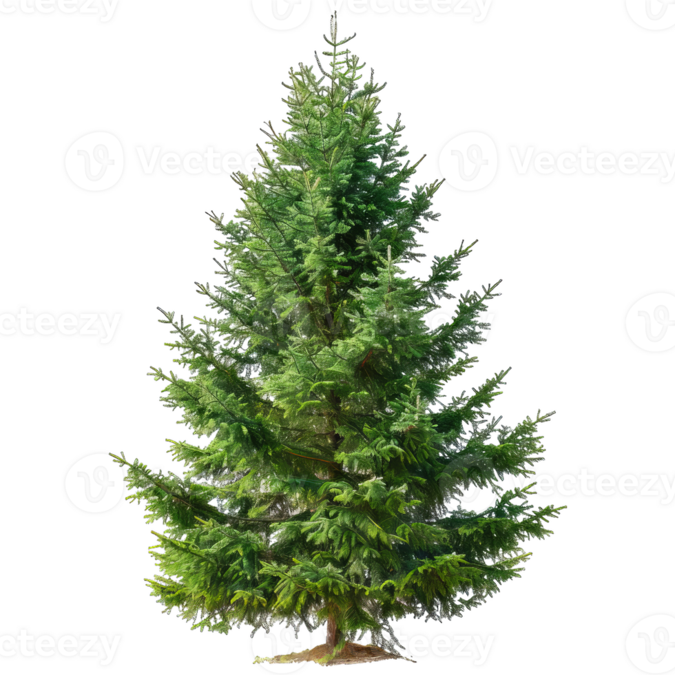 Detailed Evergreen Tree With Green Needles png