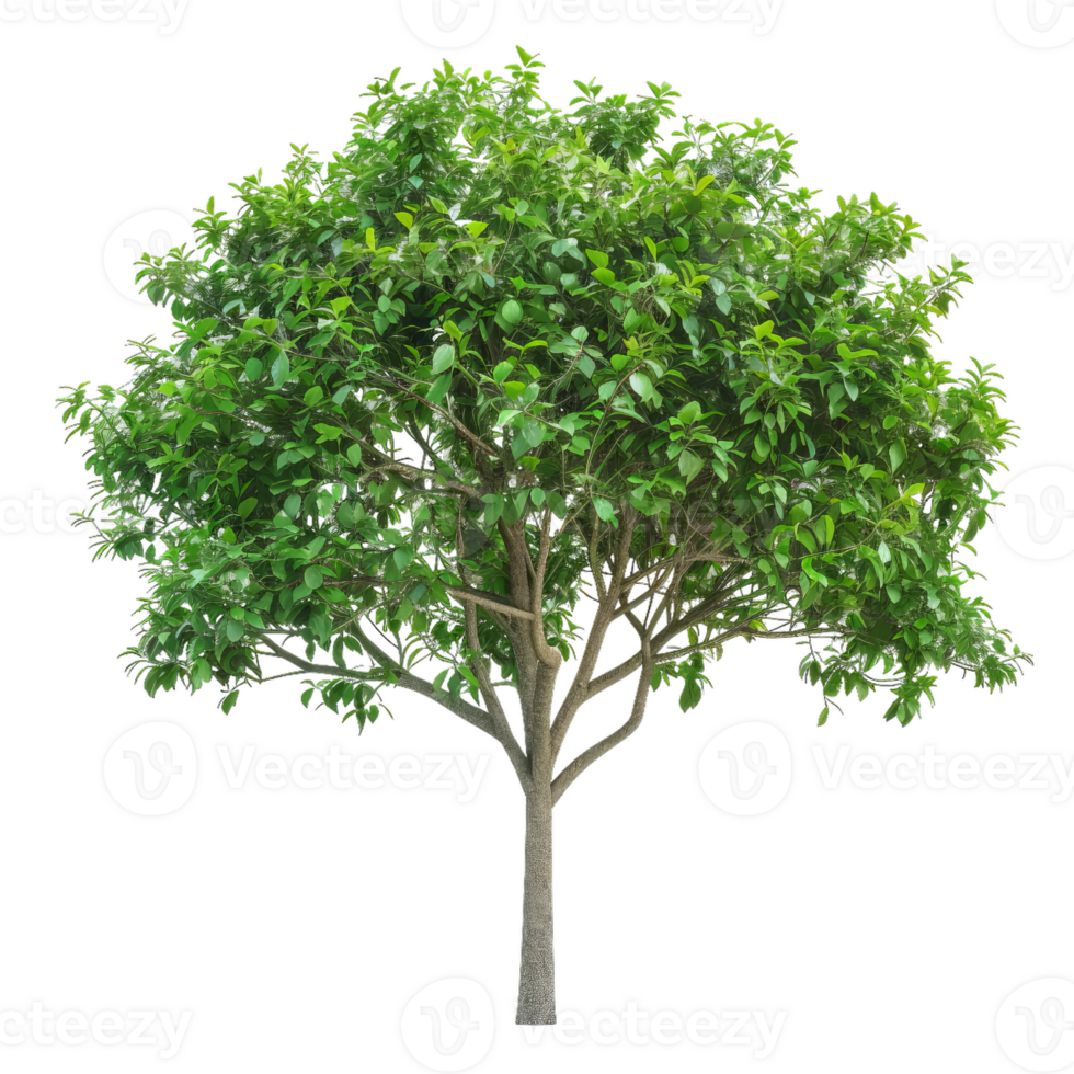Lush Deciduous Tree With Green Leaves png