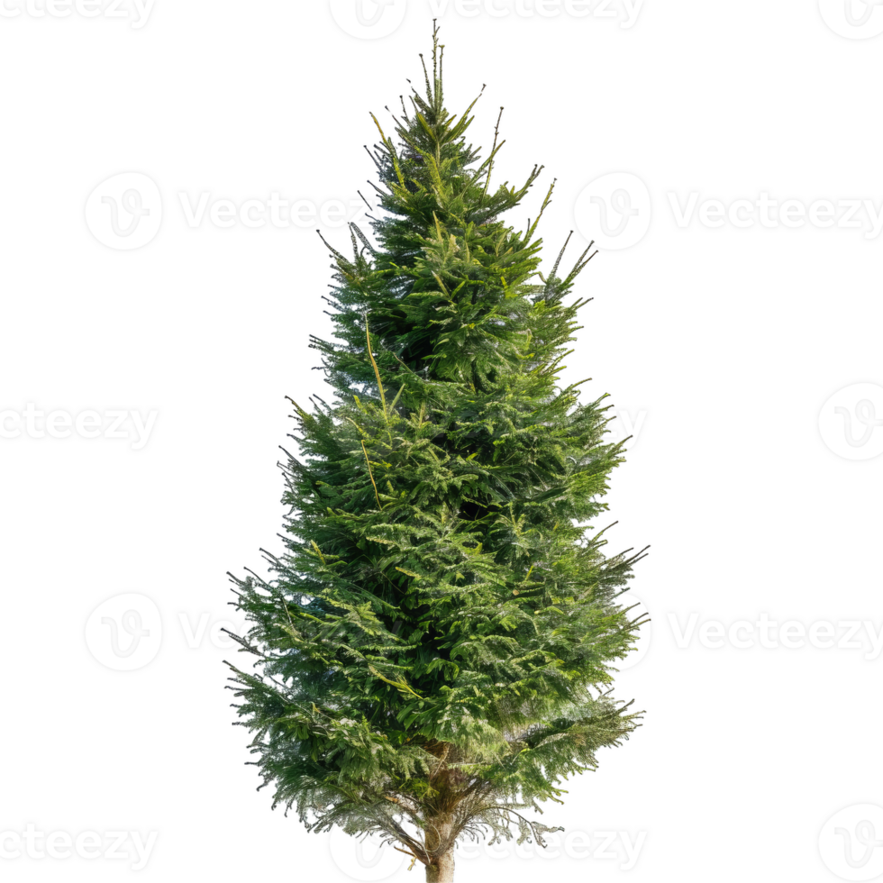 Evergreen Fir Tree Isolated For Christmas Designs png