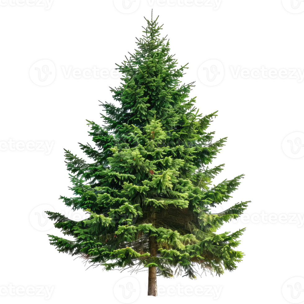 Realistic Evergreen Tree For Christmas Decorations, Forestry And Nature Concepts png