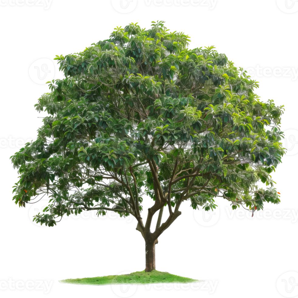Isolated Tree With Green Leaves, Natural Trunk Shape, And Branching Structure png