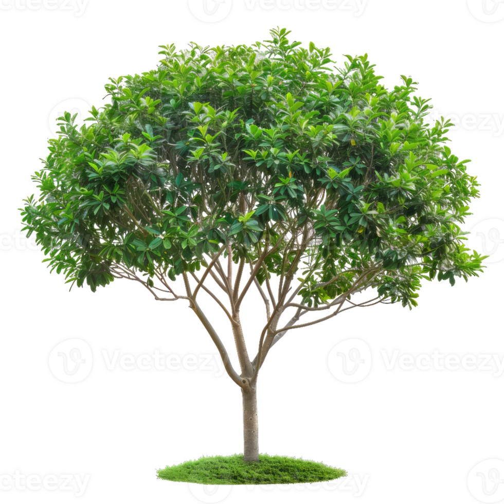 Beautiful Tropical Tree Lush Green Foliage, Single Trunk, Transparent png