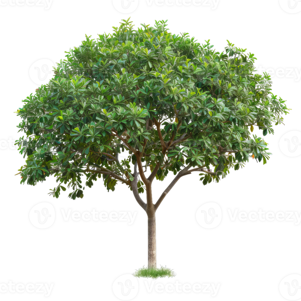 Green Frangipani Tree With Lush Foliage png