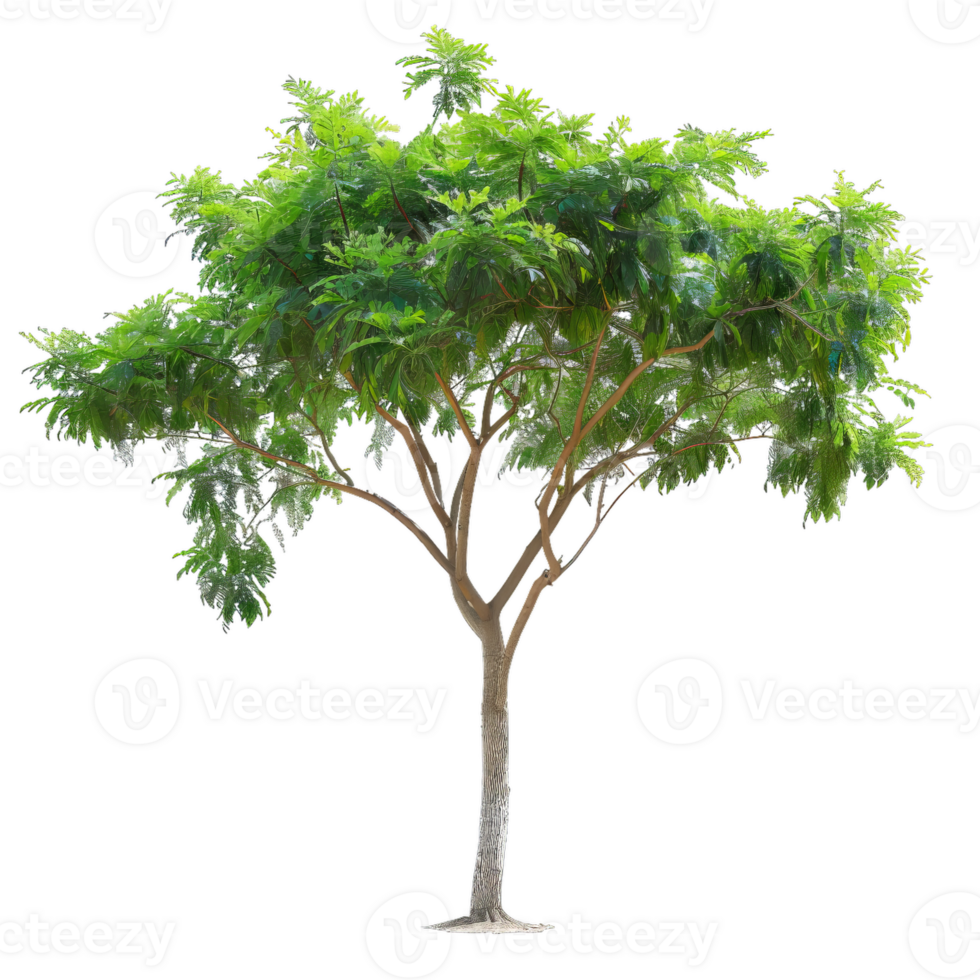 Green Tree With Branches And Leaves On Transparent Background png