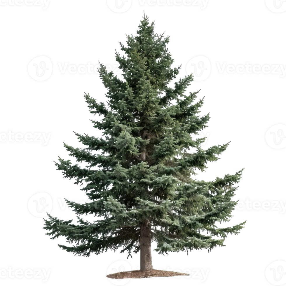 Pine Tree Evergreen Isolated, Garden Element, Outdoor Decor png