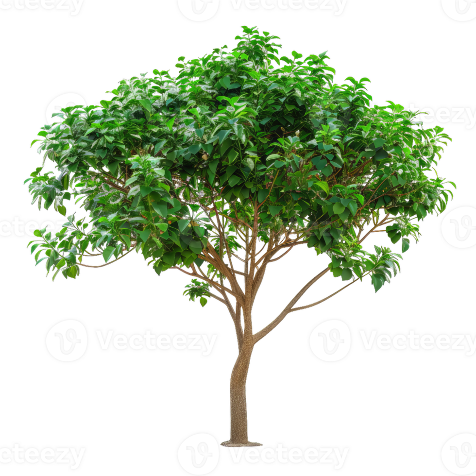 Tree With Green Leaves And Branches On Transparent Background png