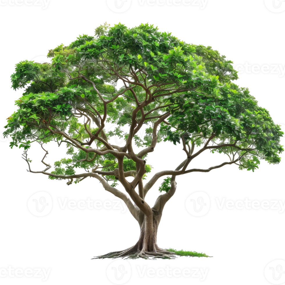 Mature Deciduous Tree With Green Leaves, Transparent png