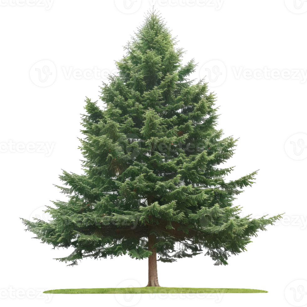Evergreen Tree With Transparent Background For Design png