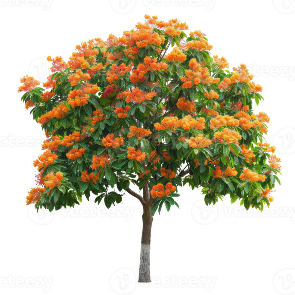 Orange Blossom Tree Isolated, Tropical Flowering Plant png