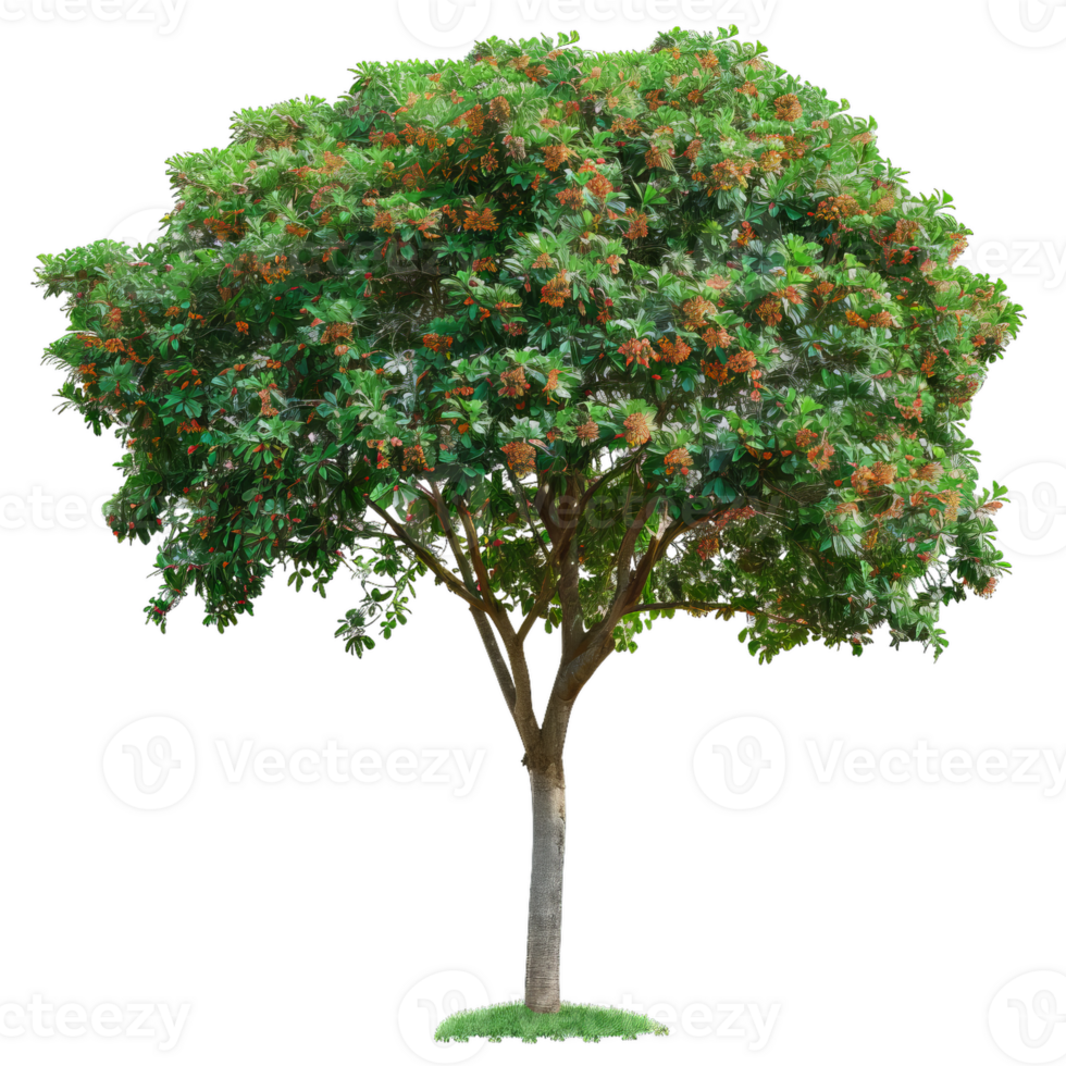 Flowering Tree With Green Leaves And Brown Blossoms png