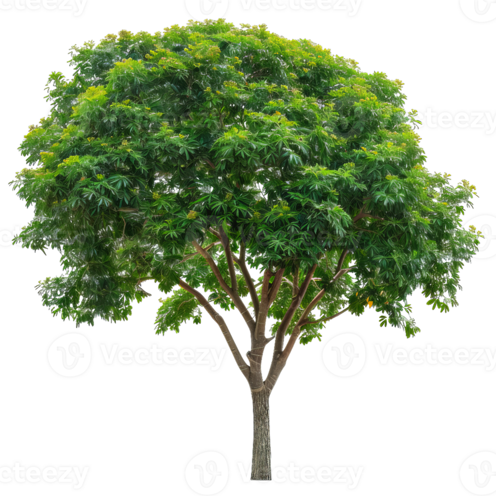Full Green Lush Tree With Dense Canopy png