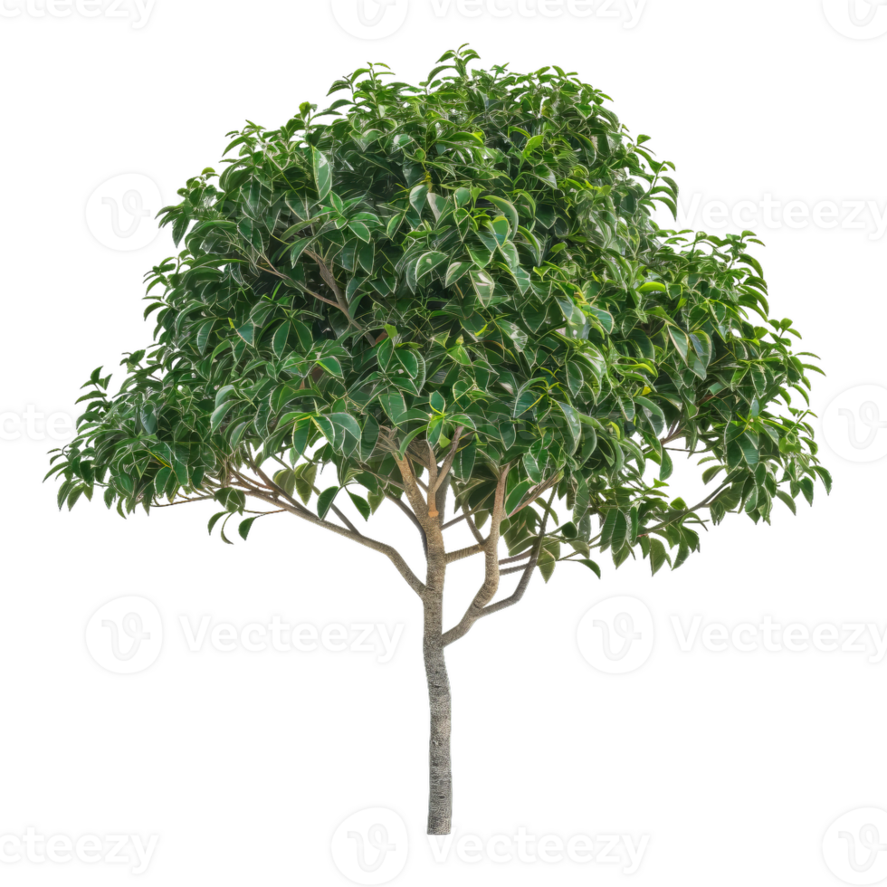 Variegated Weeping Fig Tree With Green Leaves, Plant Design Element png