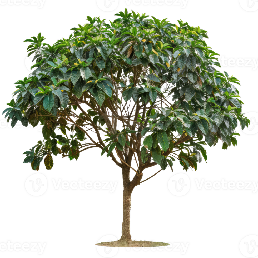 Green Leafy Tree With Branches And Trunk, Deciduous png