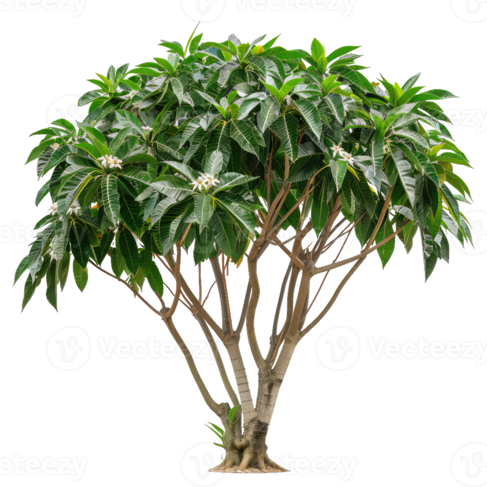 Frangipani Tree With White Flowers, Lush Green Leaves png