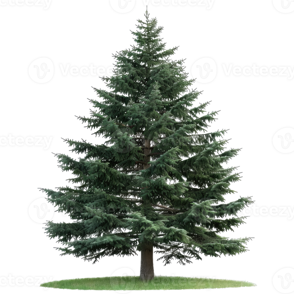 Pine Tree Illustration, Detailed Evergreen Tree Image png