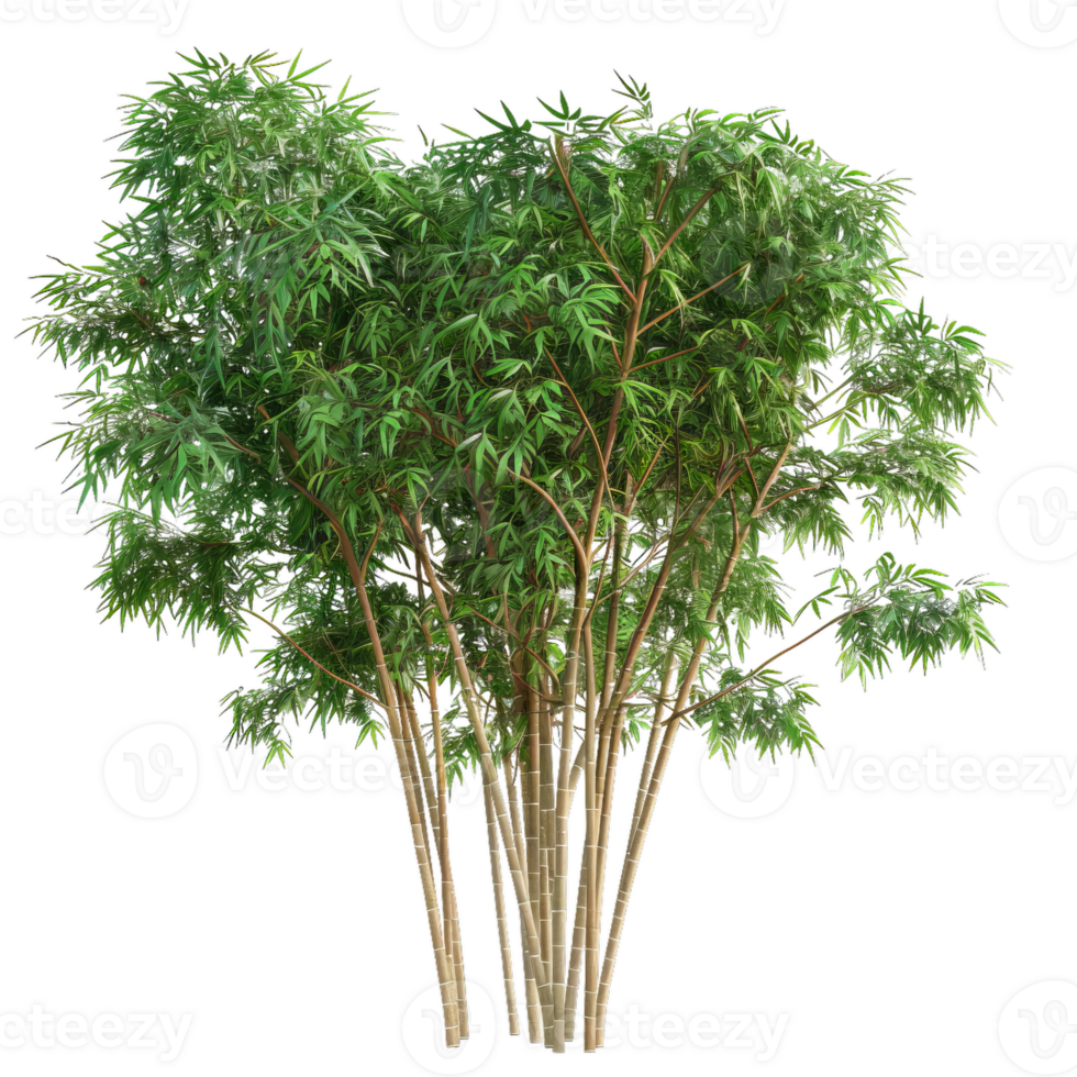 Detailed Bamboo Tree, Fresh Green Leaves And Stalks png