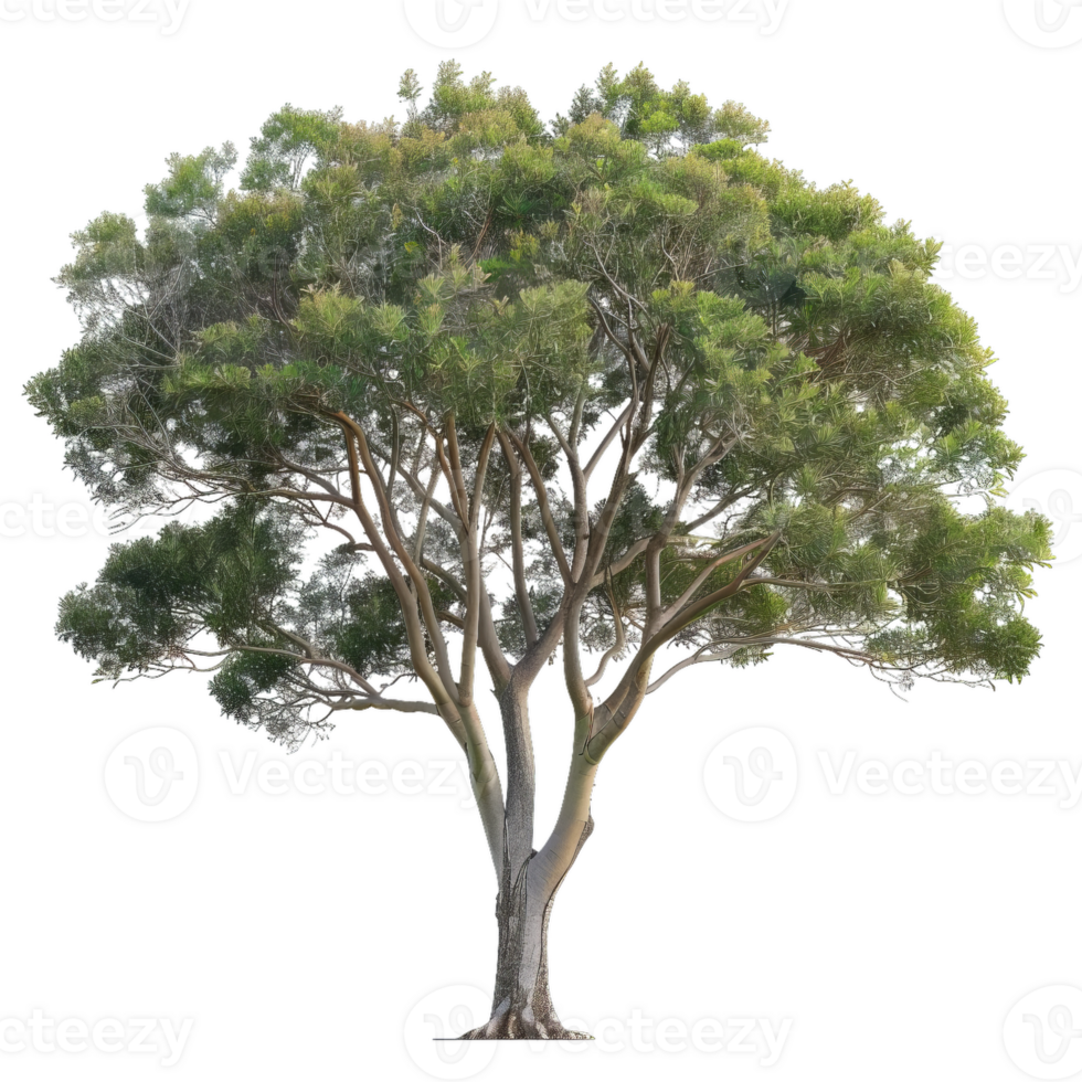 Majestic Tree With Lush Green Foliage, Transparency For Easy Integration png