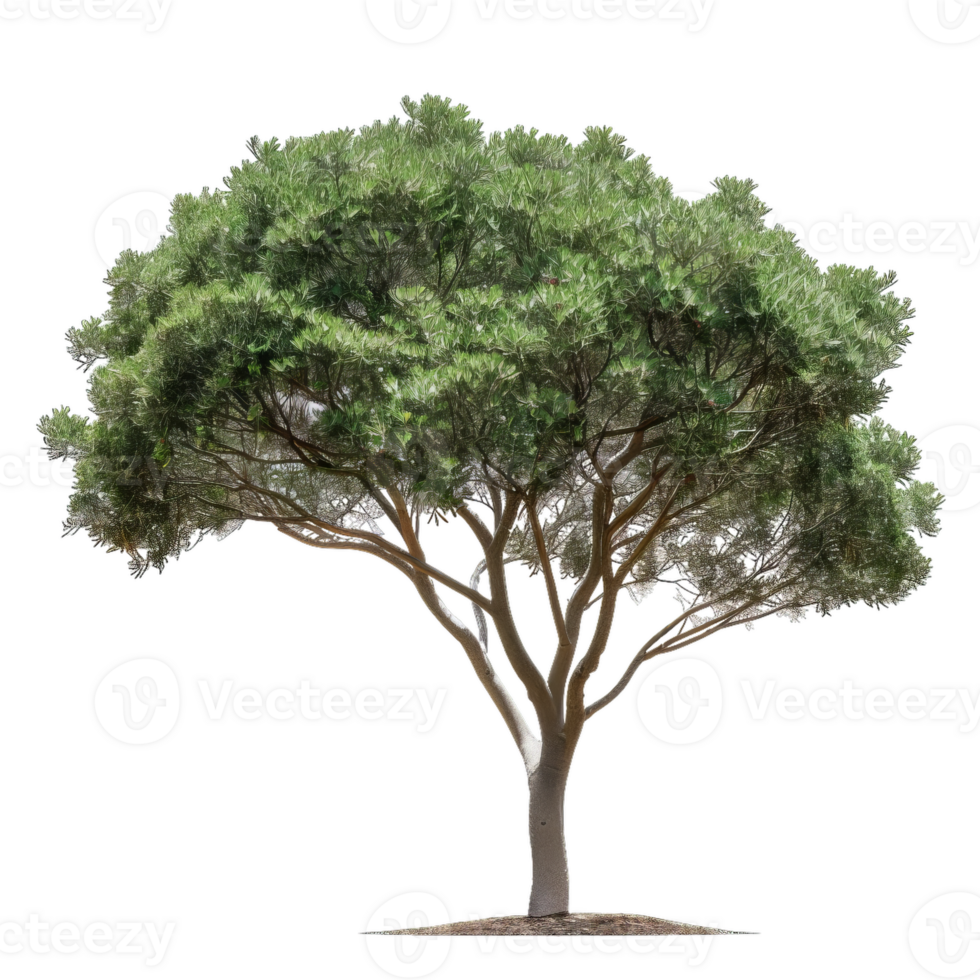 Green Tree With Dense Foliage, Outdoor Nature Design Element png