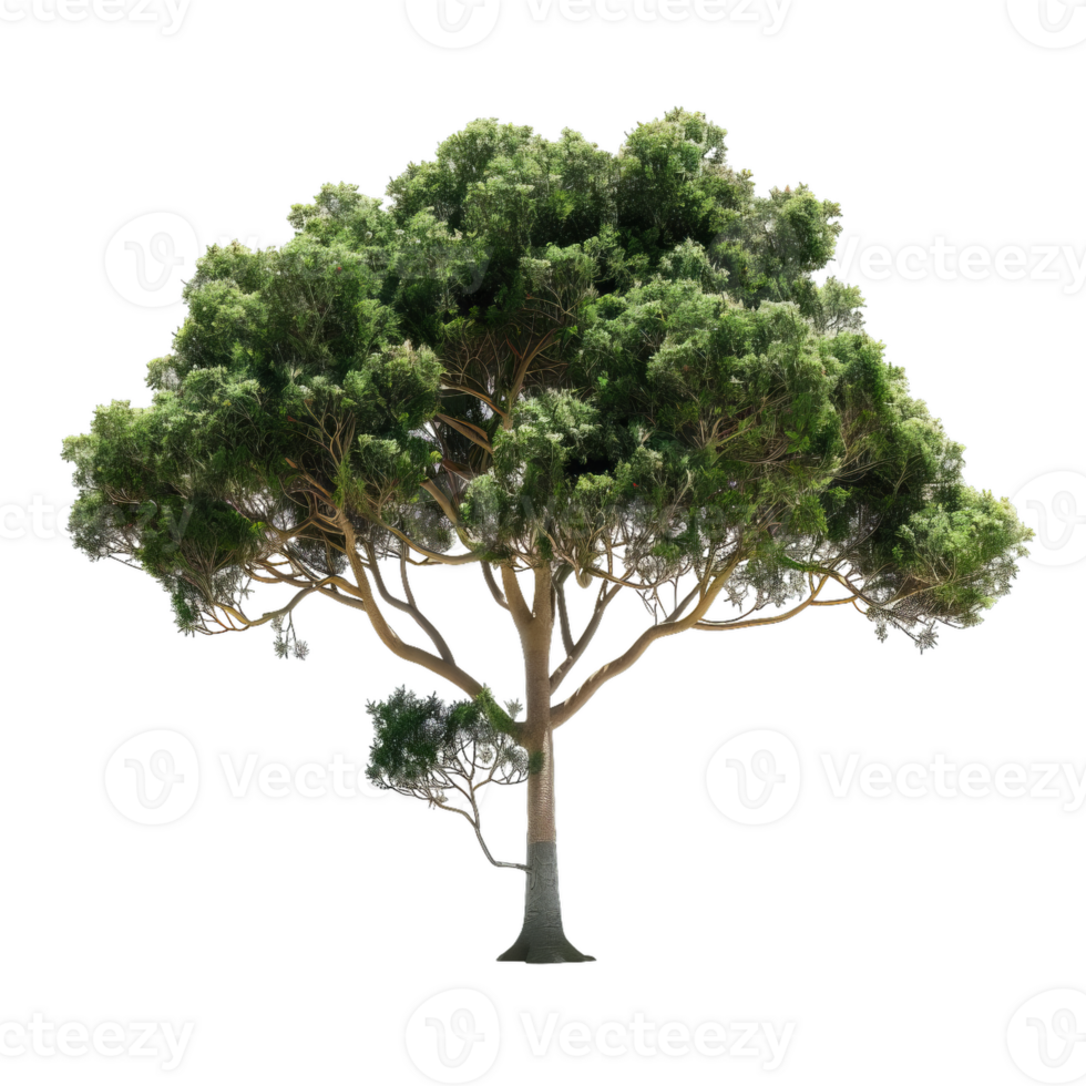 Detailed Tropical Tree With Green Foliage, Tall Trunk, And Branching Canopy png