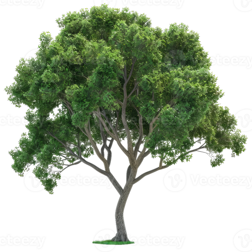 Deciduous Tree With Green Leaves And Branching Trunk png