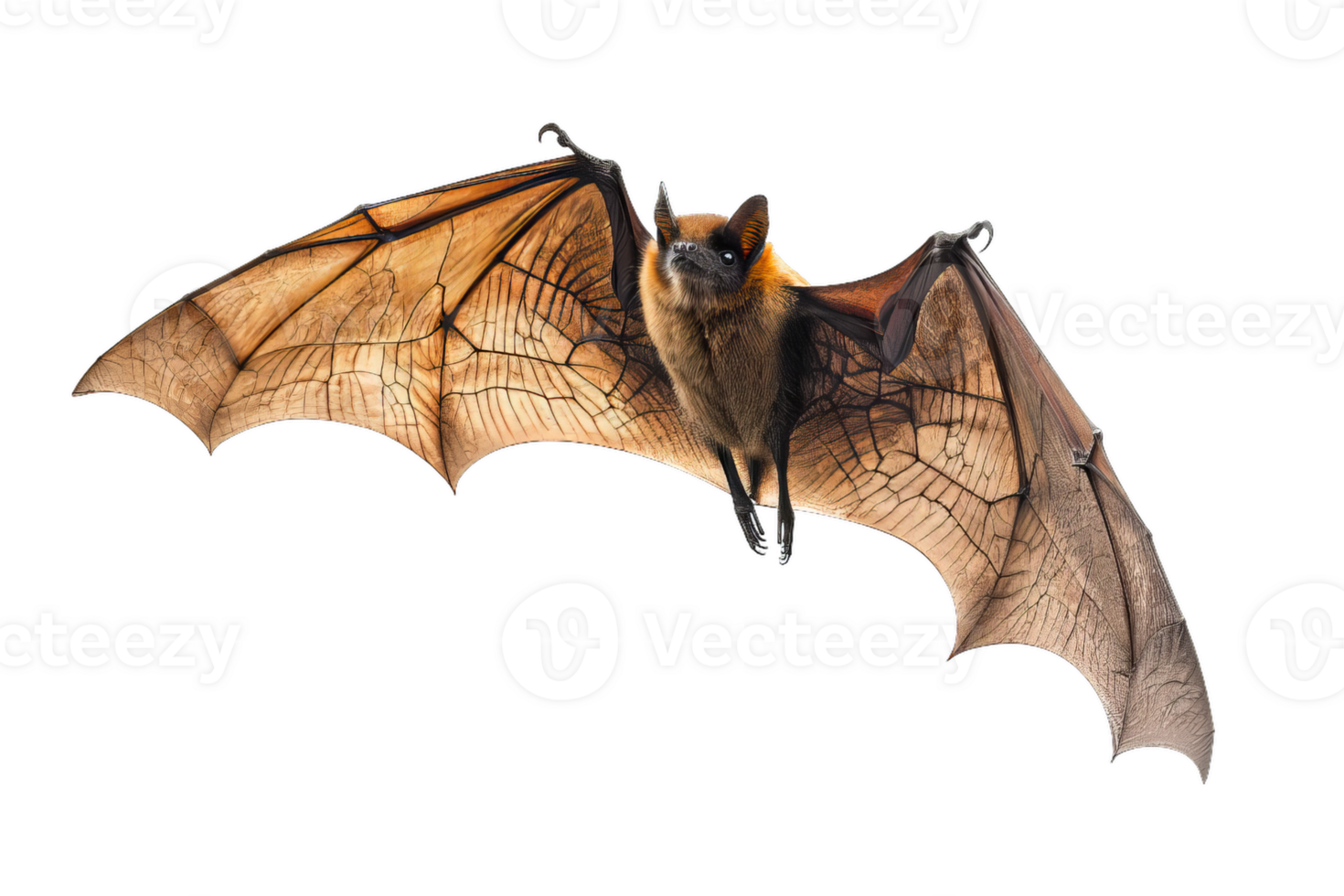 Flying Fox Bat With Detailed Wing Structure, Nature png