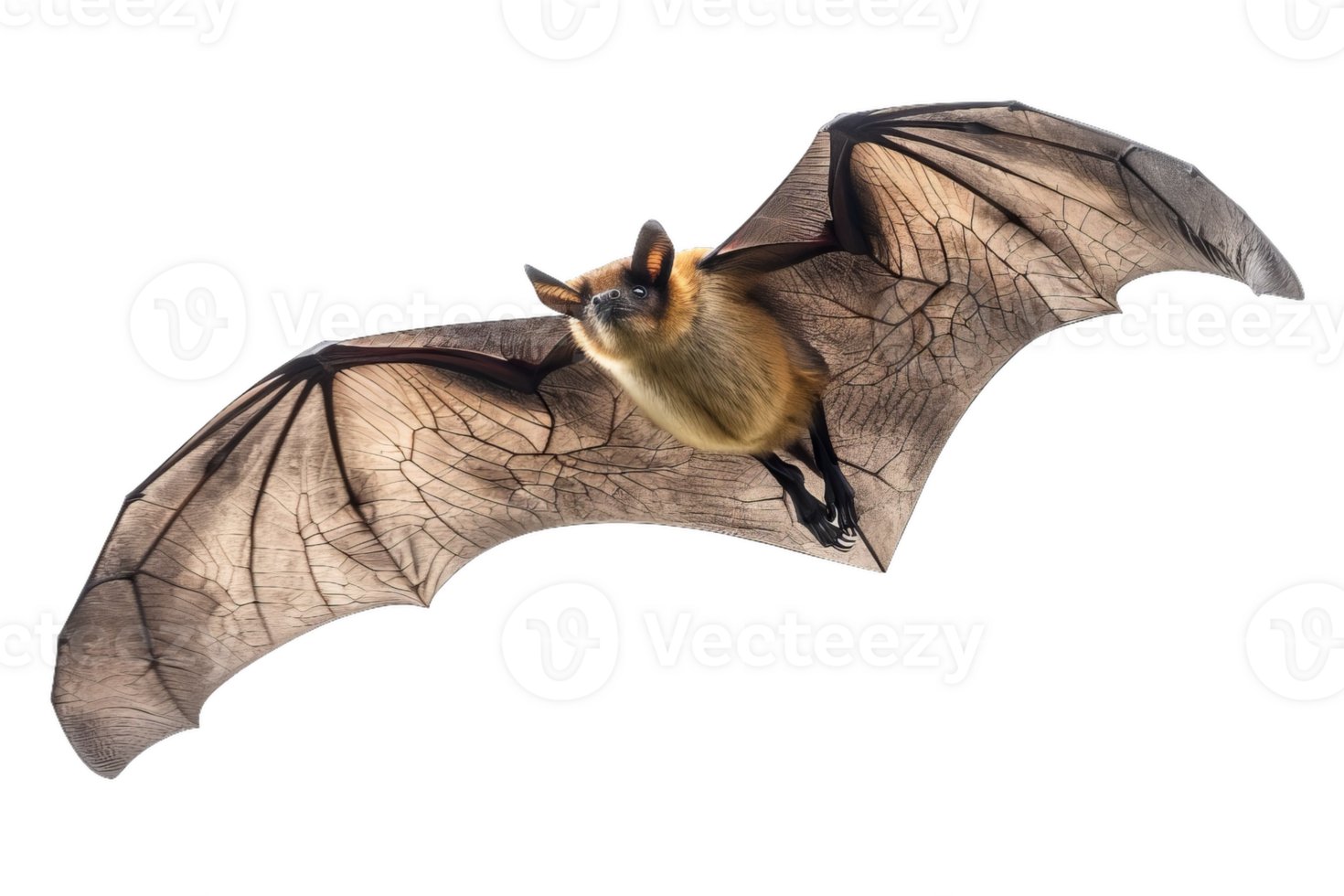 Flying Fox Fruit Bat Detailed Wing Structure, Halloween Theme png