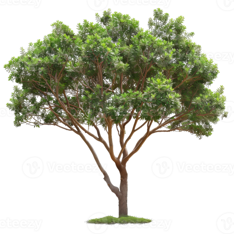 Detailed Tree With Green Leaves, Transparent png
