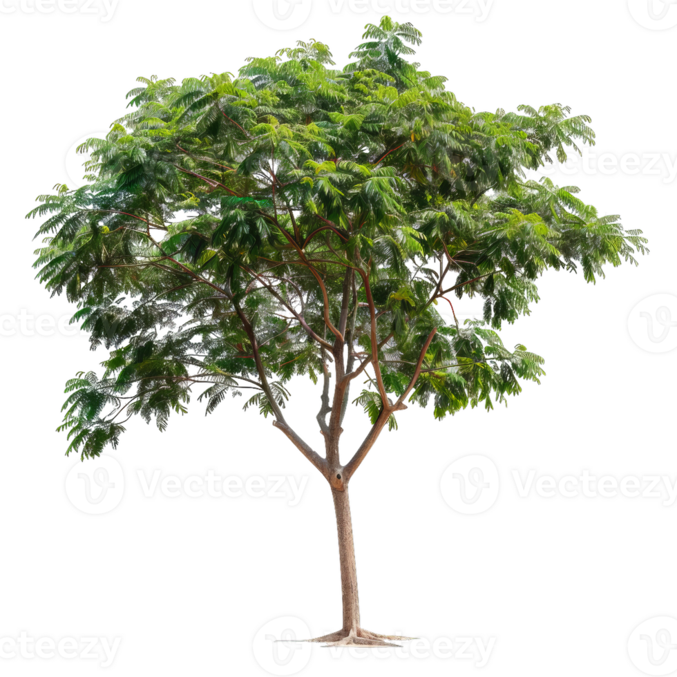 Isolated Deciduous Tree With Green Foliage On Transparent Layer png