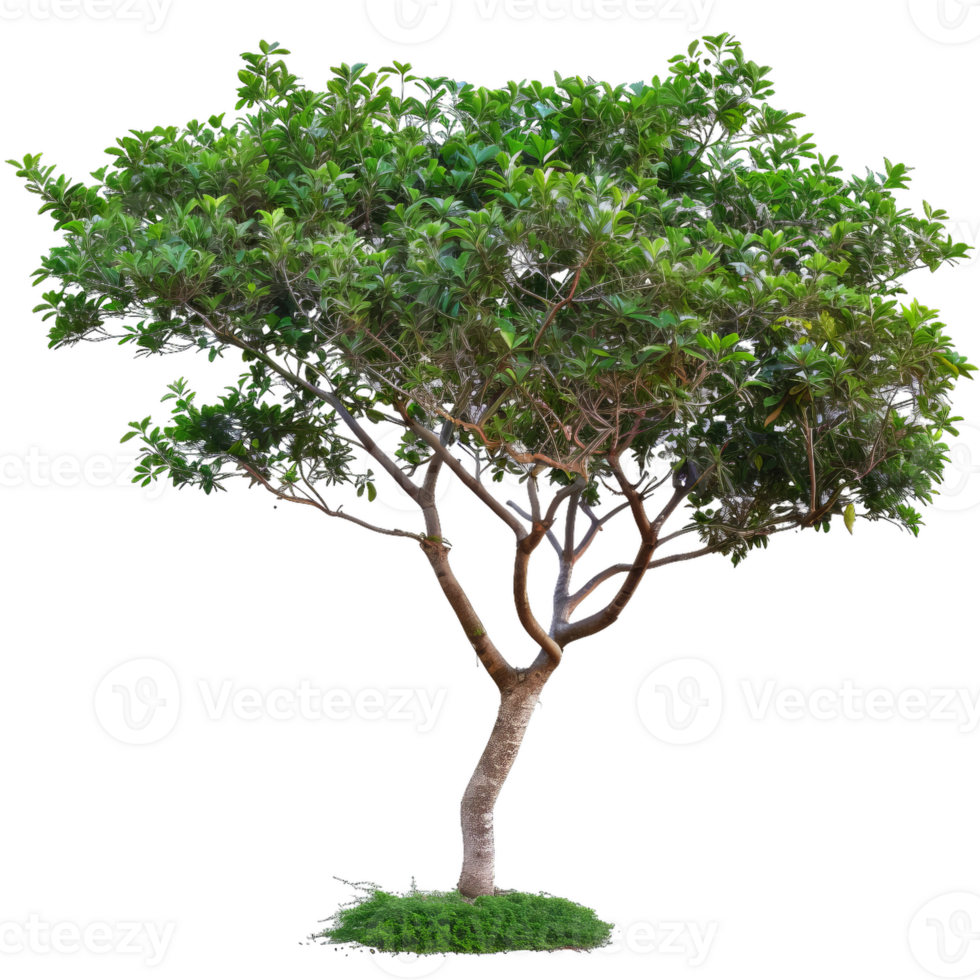 Beautiful Tree With Green Leaves Isolated, Transparent png