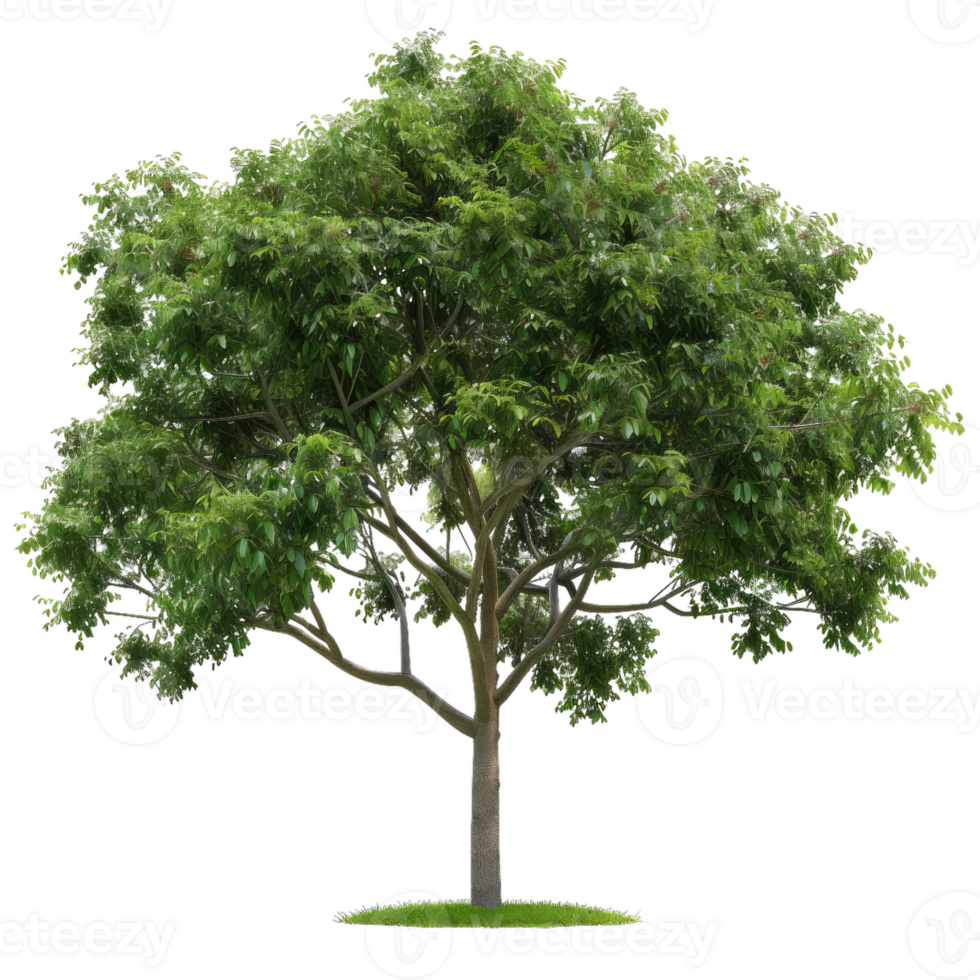 Tree With Lush Green Leaves For Design Elements png