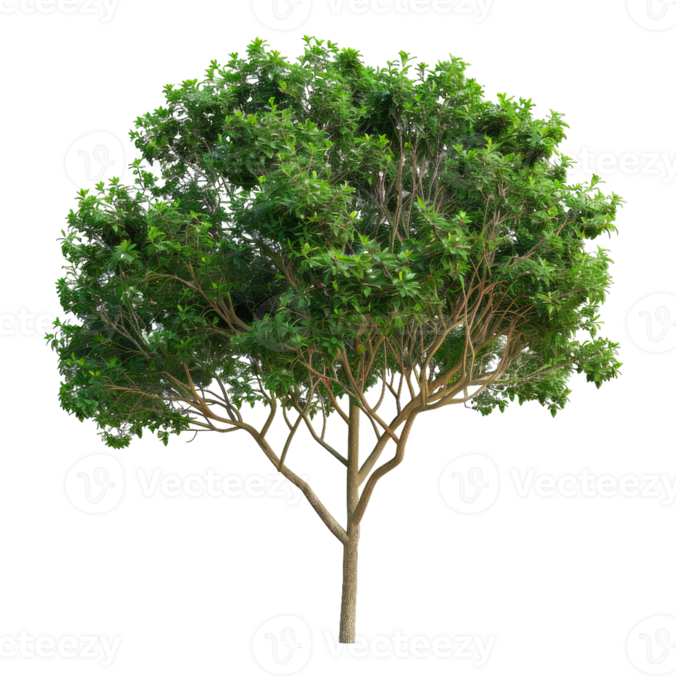 Single Tree With Green Foliage And Branch Structure png