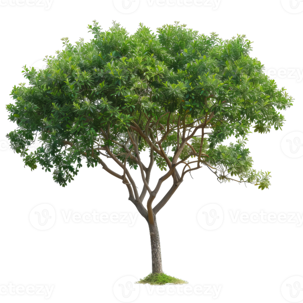 Tree With Green Leaves, Botanical Element For Design png
