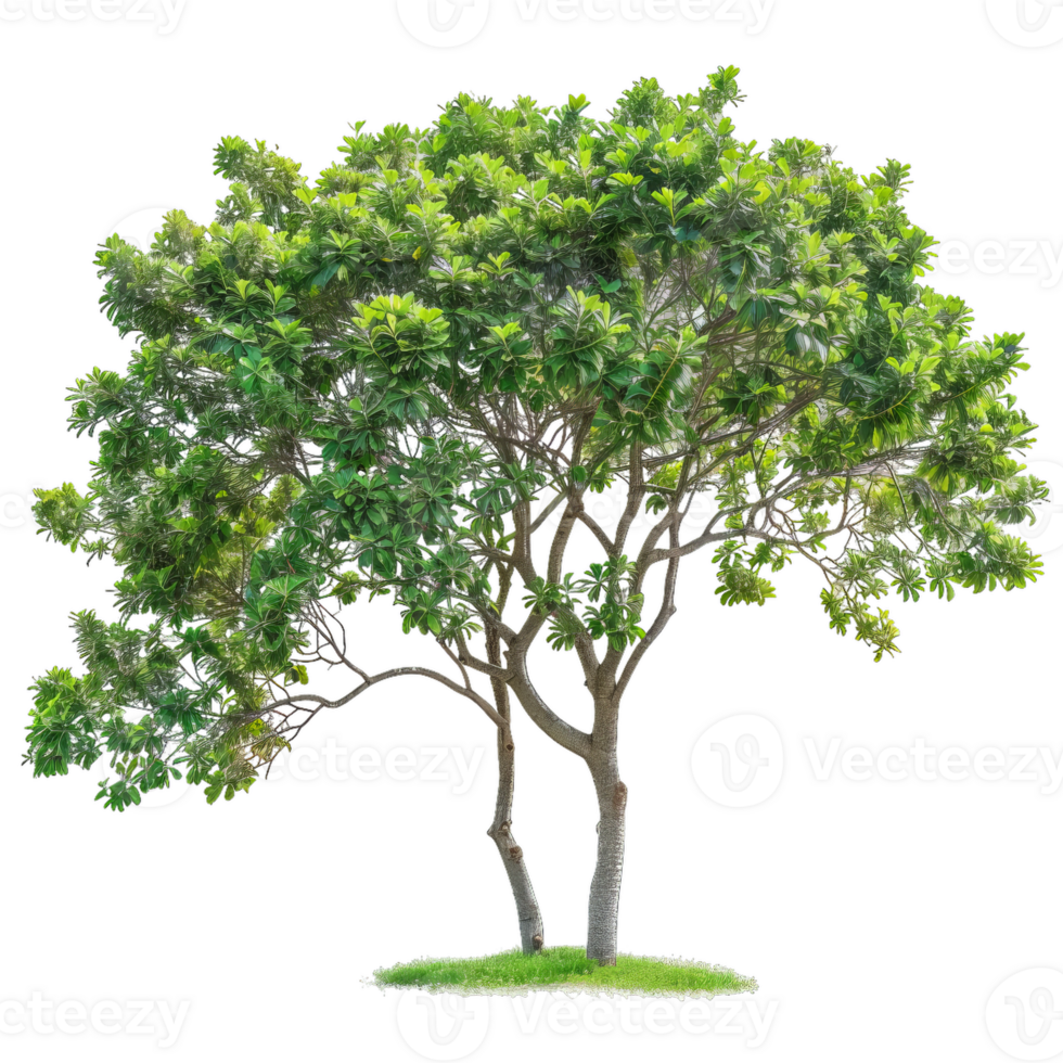 Full Green Tree With Lush Foliage, Plant, And Branches For Landscape Design png