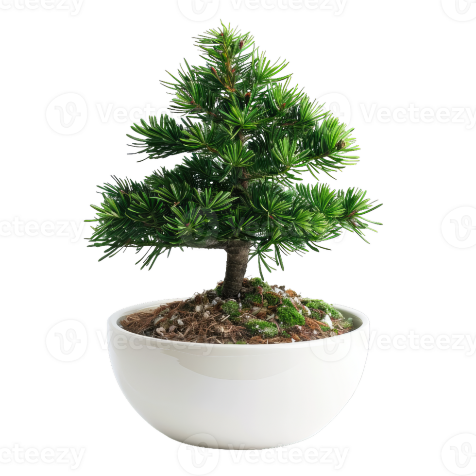 Miniature Pine Tree In Pot, Decorative Green Plant png