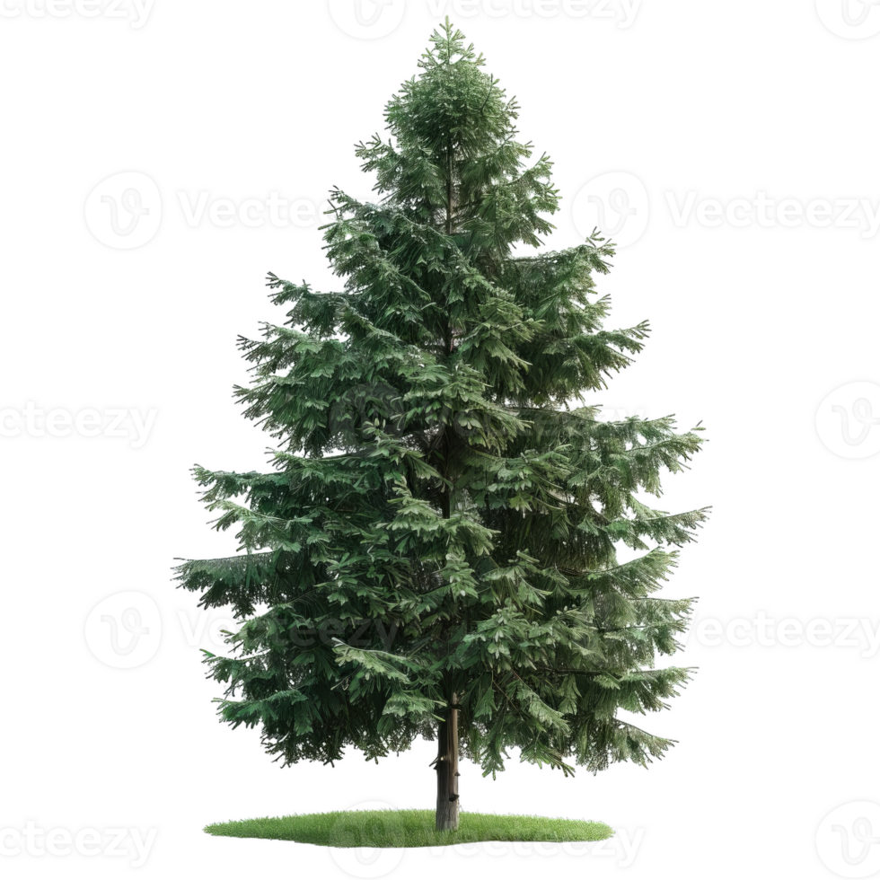 Realistic Evergreen Tree Illustration With Detailed Needles png