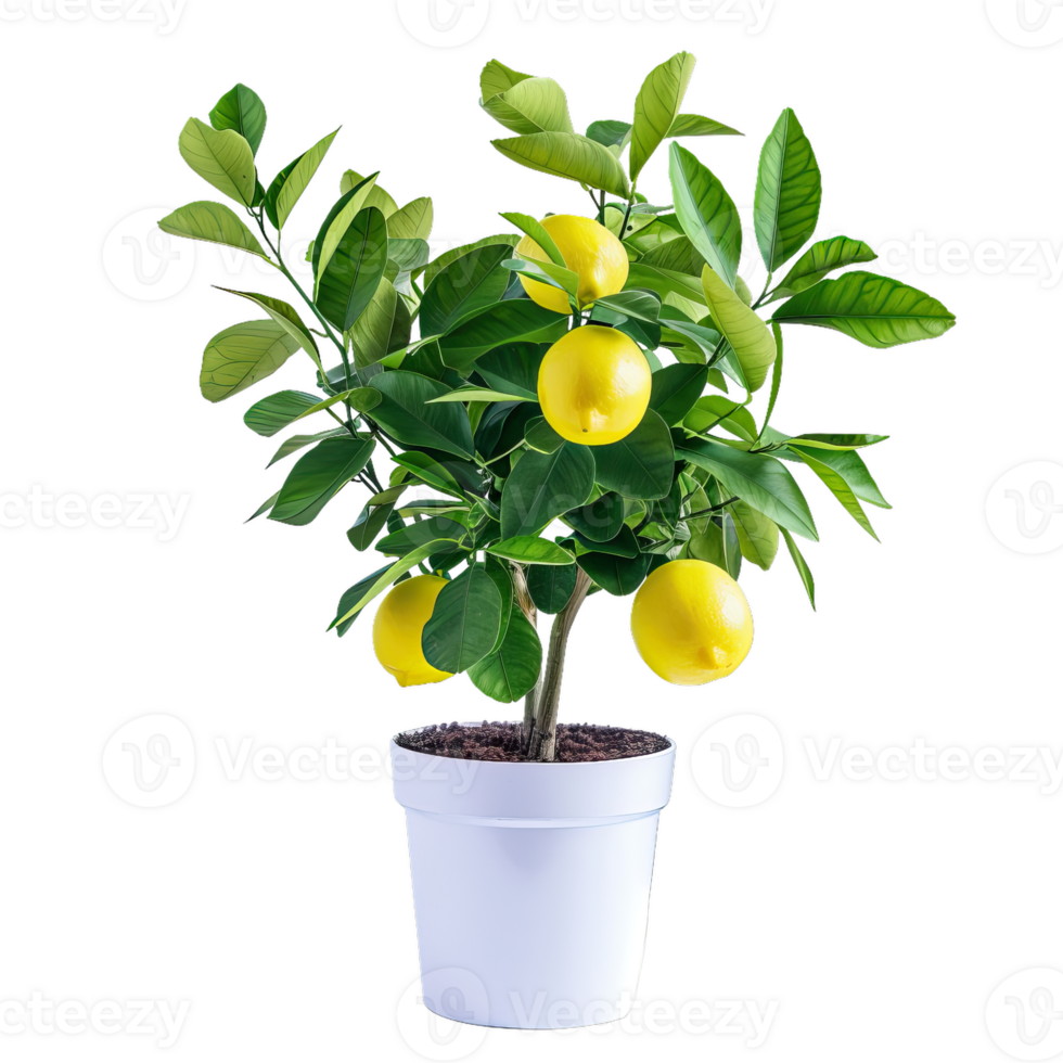 Lemon Tree In White Pot With Ripe Fruit png