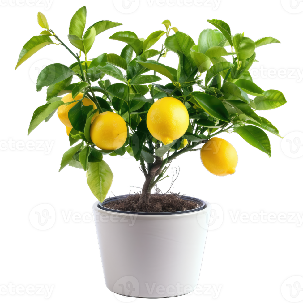 Lemon Tree In Pot, Citrus Fruit Growing Indoors png