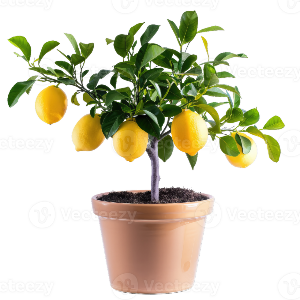 Lemon Tree In Pot With Ripe Fruit, Citrus Plant png