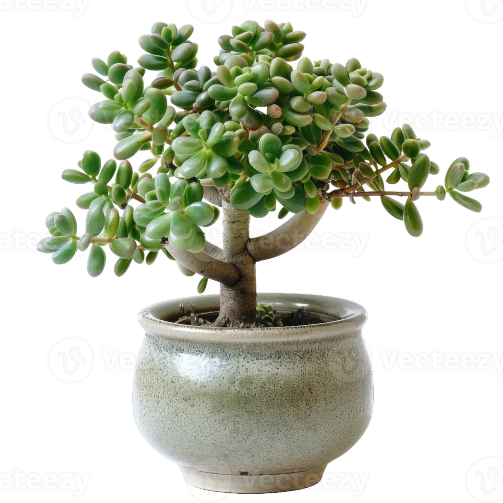 Adorable Jade Bonsai Tree In Decorative Pot png