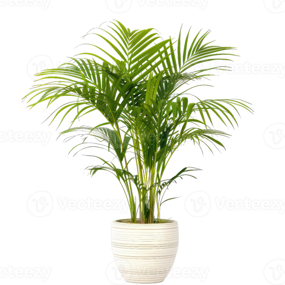 Elegant Areca Palm Plant In White Pot png