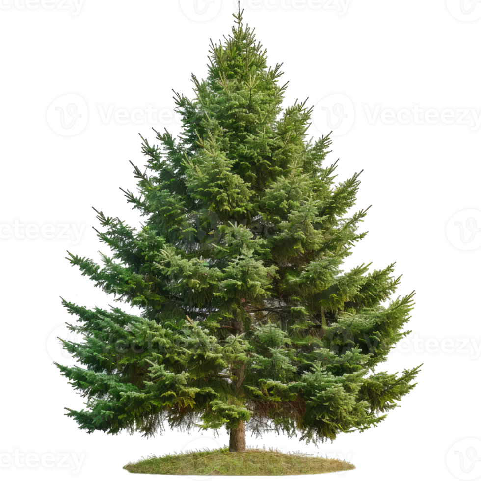 Detailed Spruce Tree Illustration With Transparent Background png