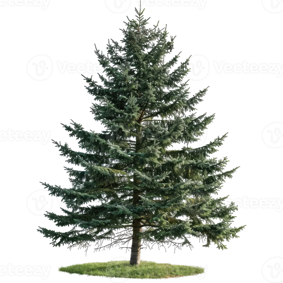 Pine Tree With Transparent Background For Easy Compositing png