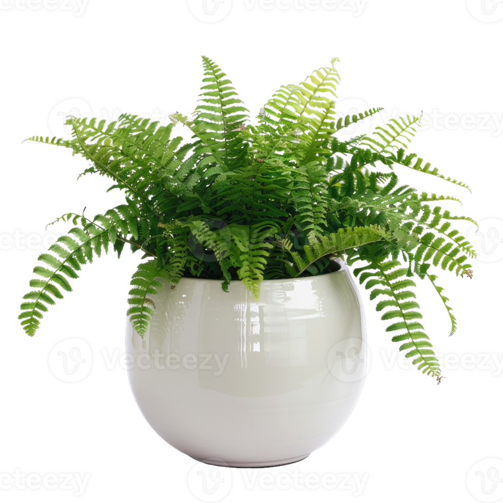 Fern In White Pot, Lush Green Foliage, Indoor Plant png