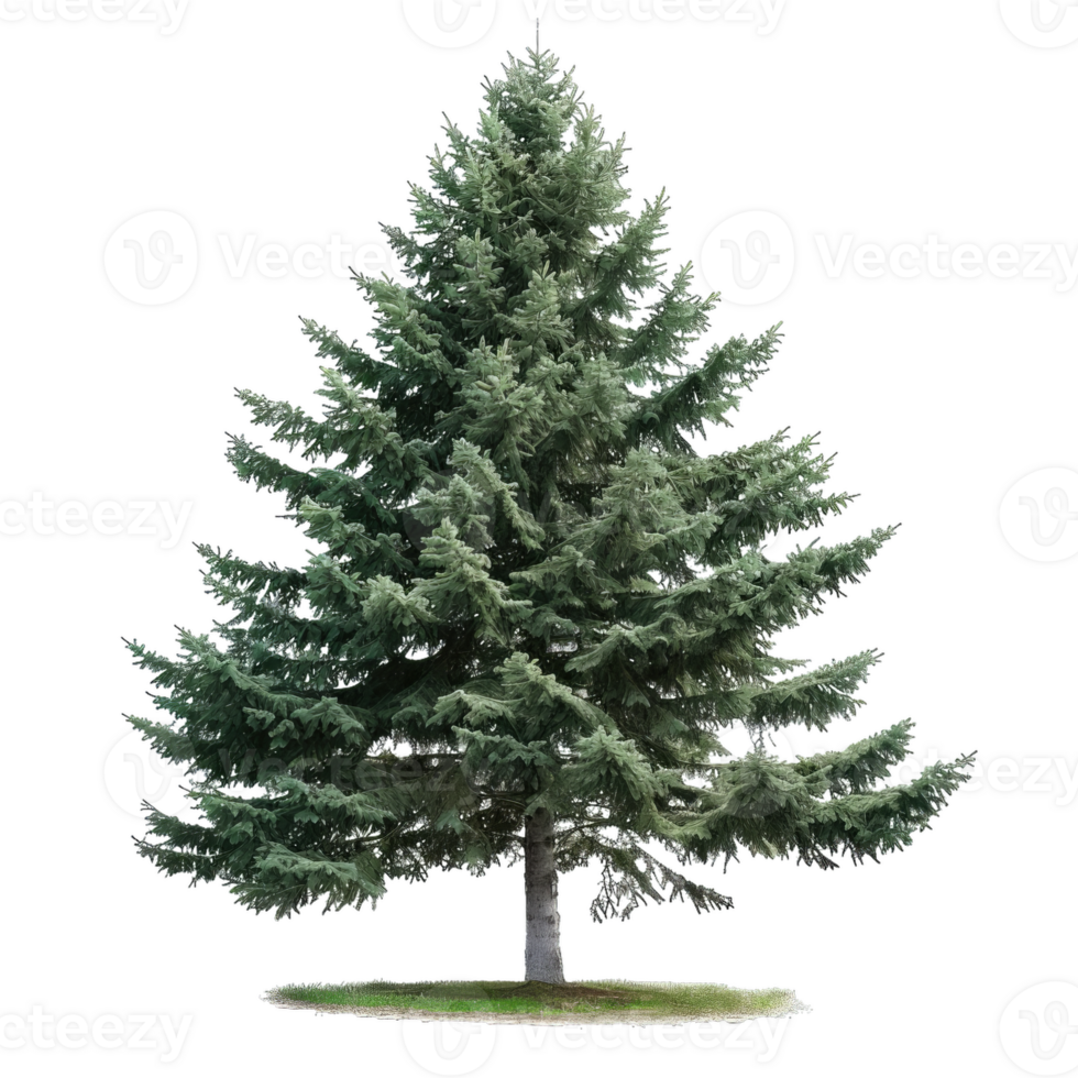 Beautiful Evergreen Tree With Needles And Branches png
