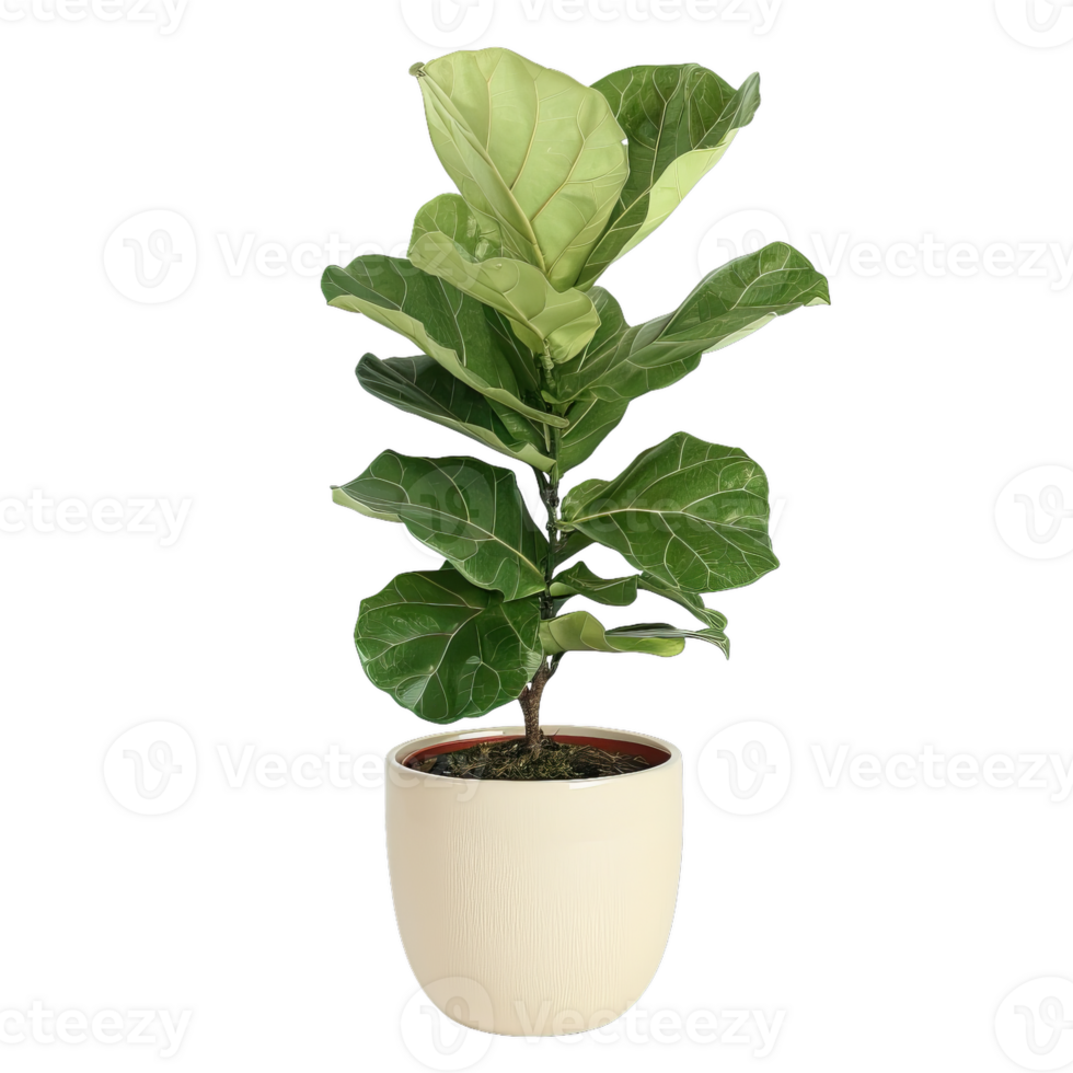 Fiddle Leaf Fig Plant In Pot, Studio Shot png
