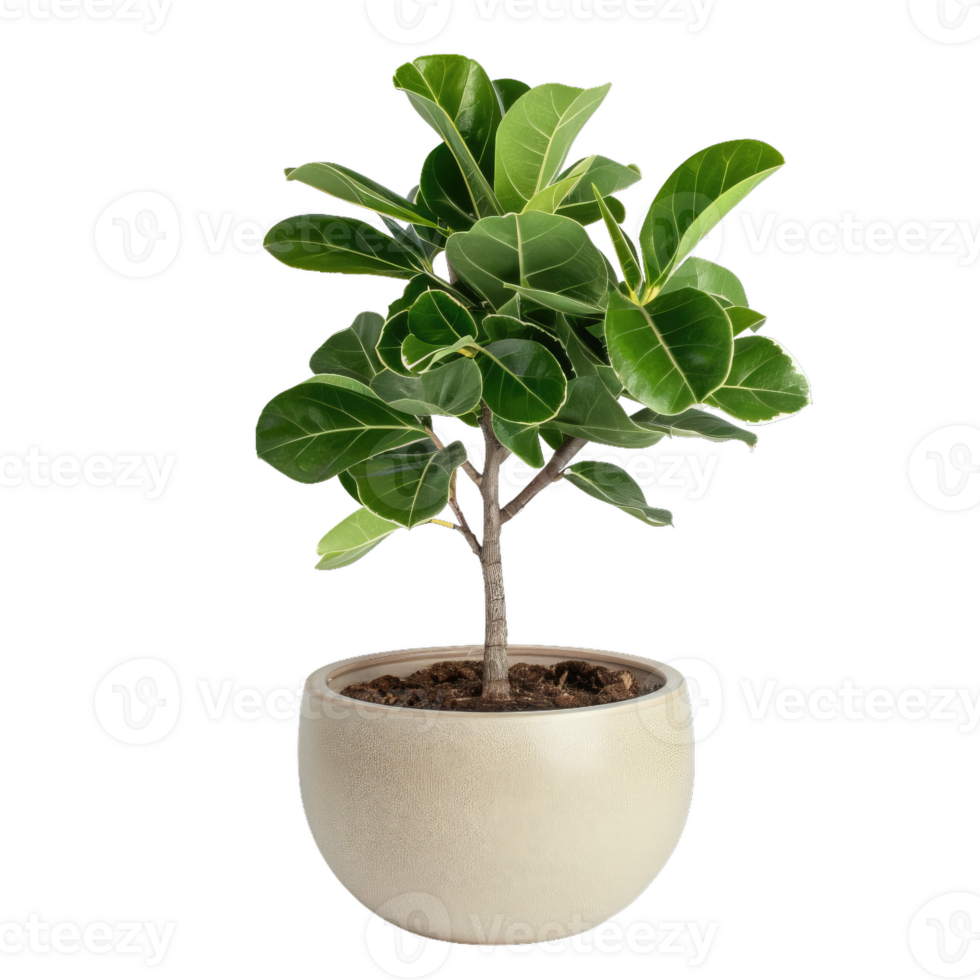Ficus Lyrata Bambino In Pot, Potted Fiddle Leaf Fig Tree png
