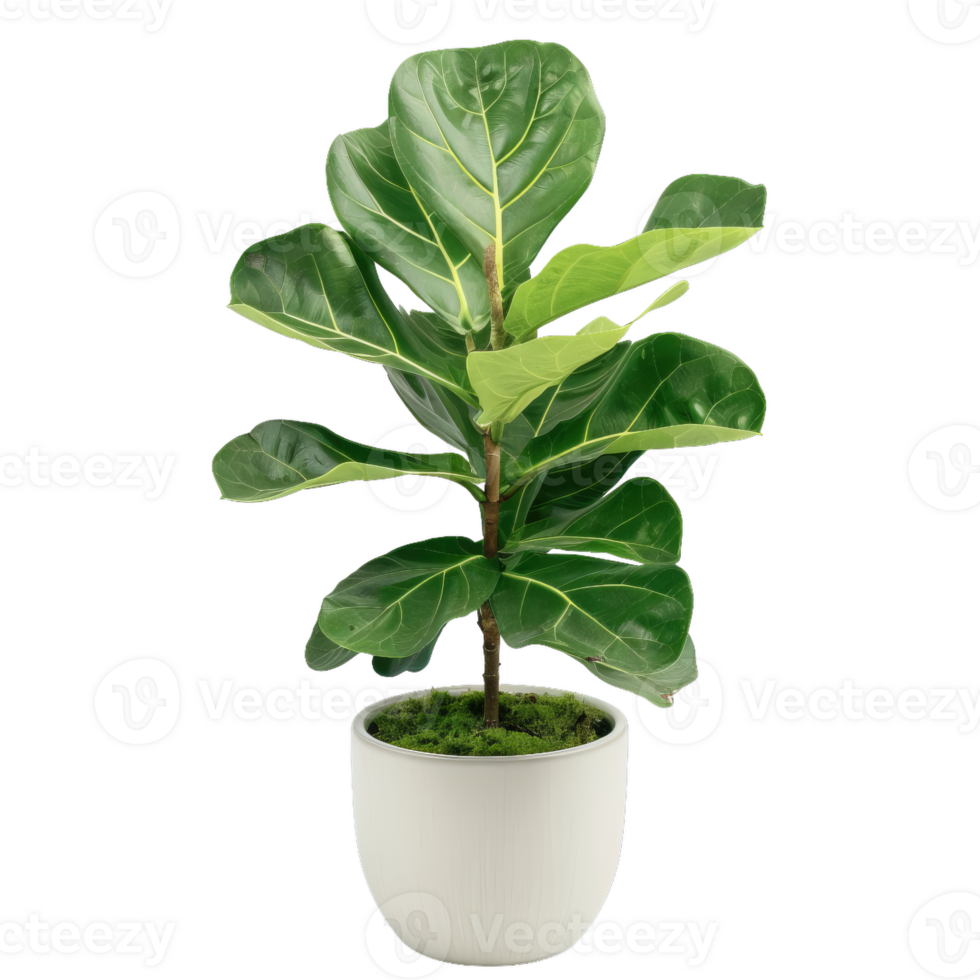 Fiddle Leaf Fig Tree In White Pot, Modern Houseplant Decor png