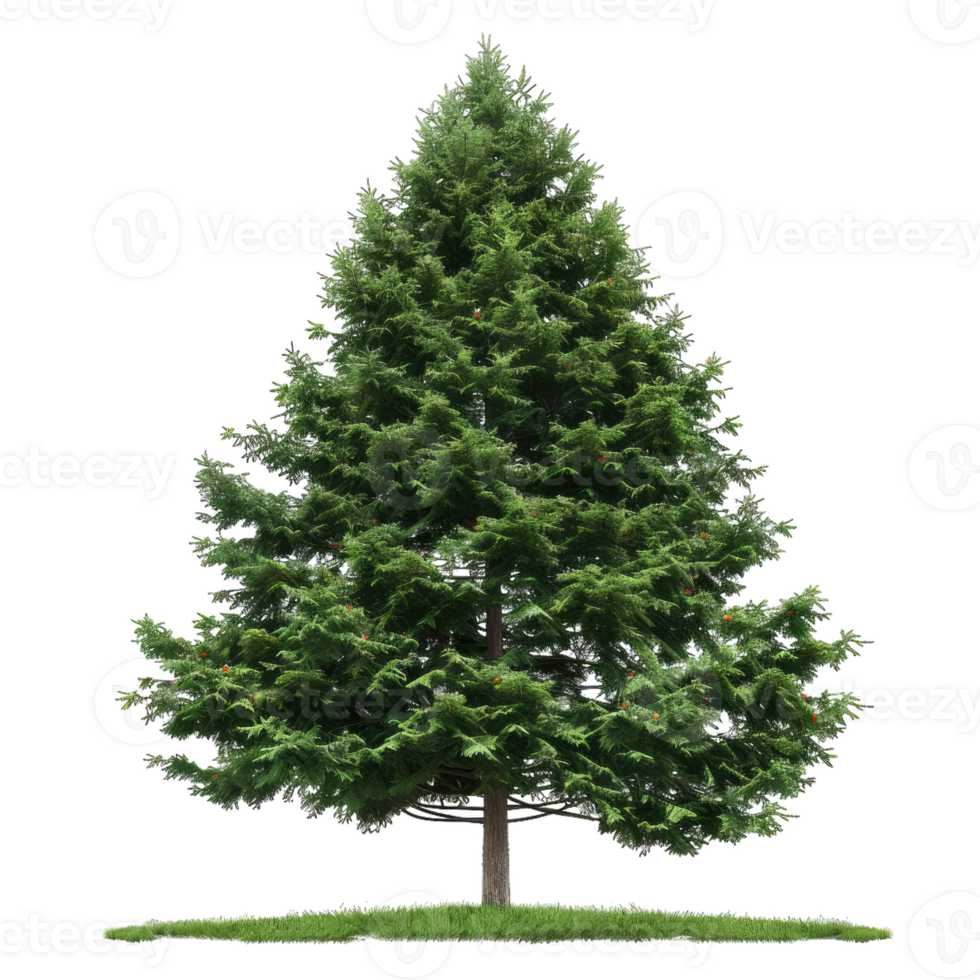 Beautiful Natural Fir Tree For Design And Decoration png